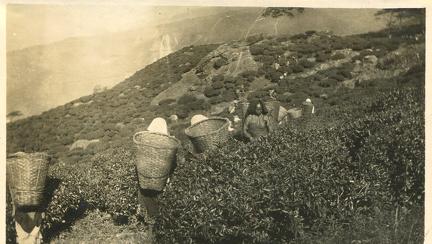 Tea Garden near Darjeeling 1910