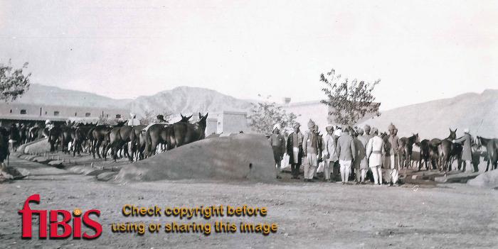 52nd Sikhs Mule Lines, Kohat 1919.jpg