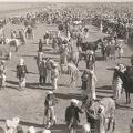 The Paddock Biloch Races, Jacobabad, Sind 