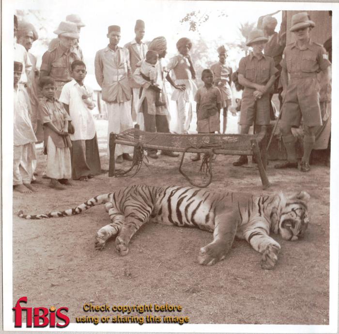 Tiger shot by Major Russell, Mount Abu, June 1941