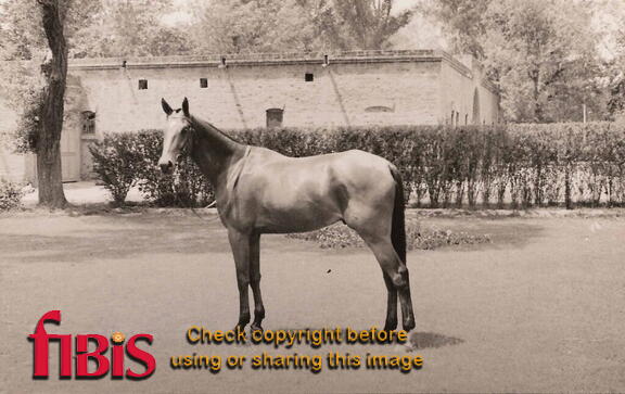 Horse India 1930s