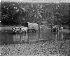 Bullock cart and people paddling in river