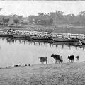 Bridge of Boats over the Palkoo, 1908