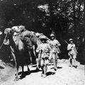 Baggage Camel Cawnpore 1914