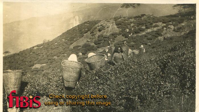 Tea Garden near Darjeeling 1910