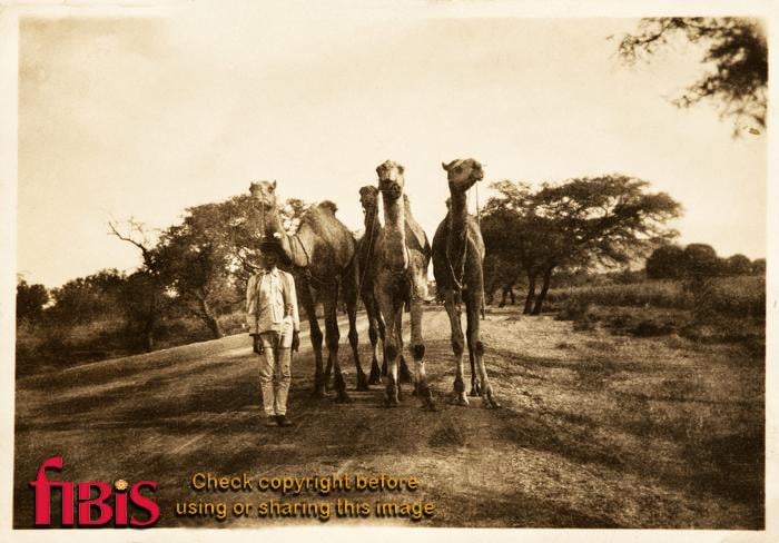 Camels.jpg