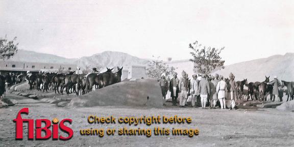 52nd Sikhs Mule Lines, Kohat 1919