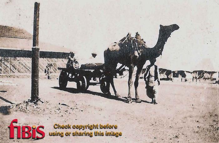 Camel Cart, Karachi 1920