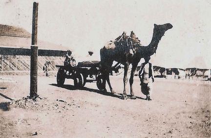 Camel Cart, Karachi 1920