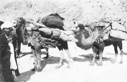 Camels India 1925