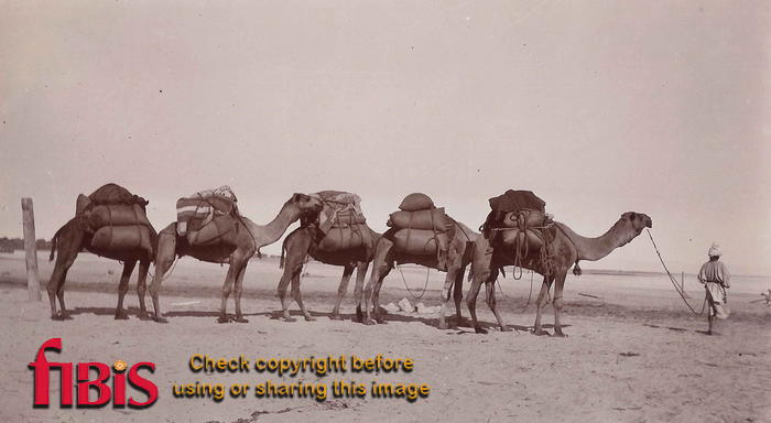 camels.jpg