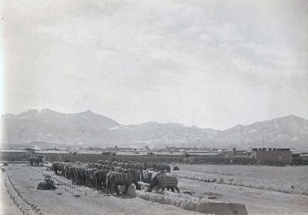 Mule Lines Datta Khel 1900