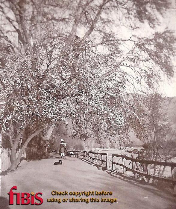 Bund in spring almond tree, Srinagar 1911.jpg