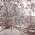 Bund in spring almond tree, Srinagar 1911