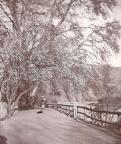 Bund in spring almond tree, Srinagar 1911