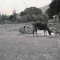 Woman Spinning Sind Valley, Kashmir May to June 1920.jpg