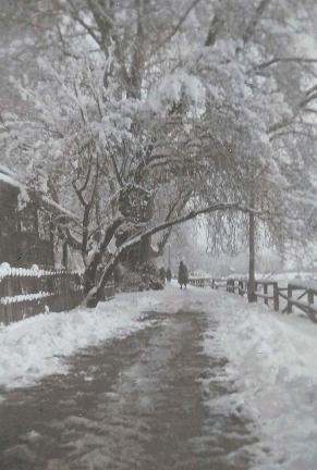 Snow laden almond tree, Bund Srinagar, Kashmir ca 1911