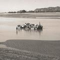 Ferry at Rupar ca 1933.jpg