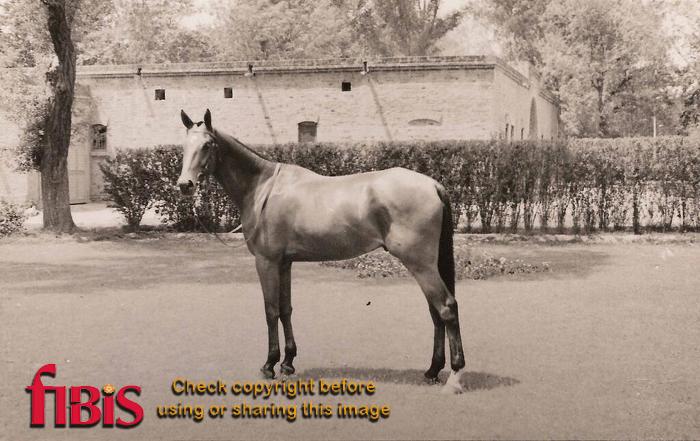 Horse India 1930s