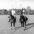 Polo Ponies, India 1930s