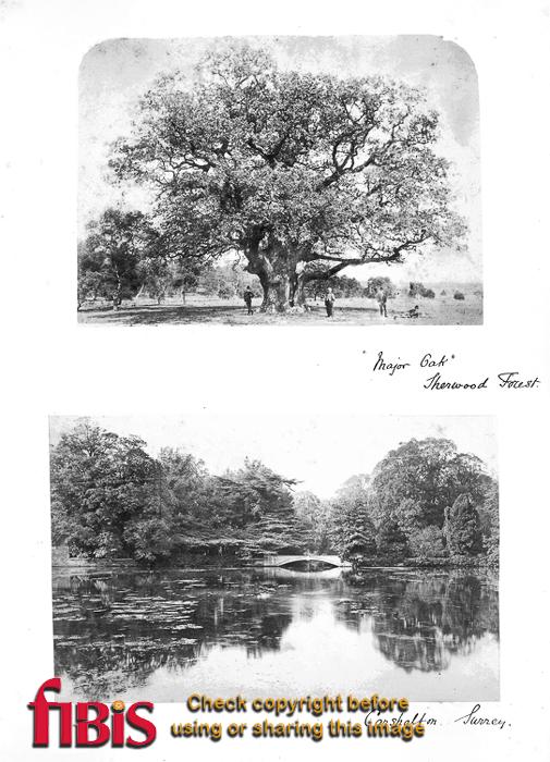 1877 probably - Major Oak (Notts) and Carshalton (Surrey)