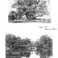 1877 probably - Major Oak (Notts) and Carshalton (Surrey)