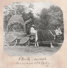 Ladies bullock carriage