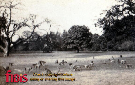FA1 7 Cawnpore Memorial Gardens Monkeys