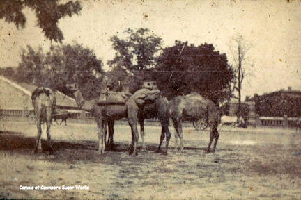 FA1 18 Cawnpore Camels 1