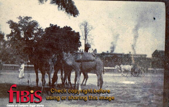 FA1 18 Cawnpore Camels 2
