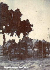FA1 18 Cawnpore Camels 3
