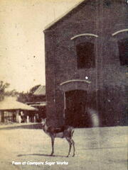 FA1 18 Cawnpore Sugar Works Fawn 