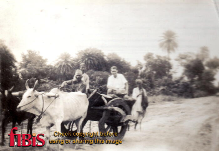 FA3 21 3 1940s Bullock Cart 